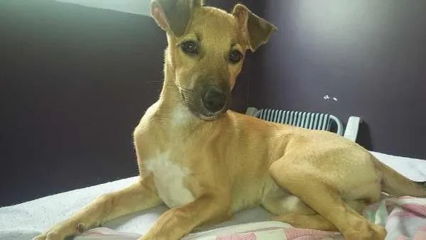 Cachorro ra a SRD idade 2 a 6 meses nome Judith