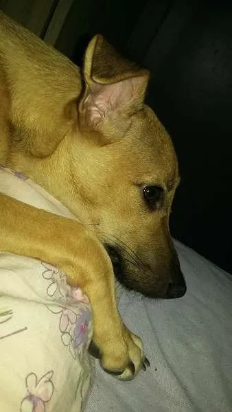 Cachorro ra a SRD idade 2 a 6 meses nome Judith