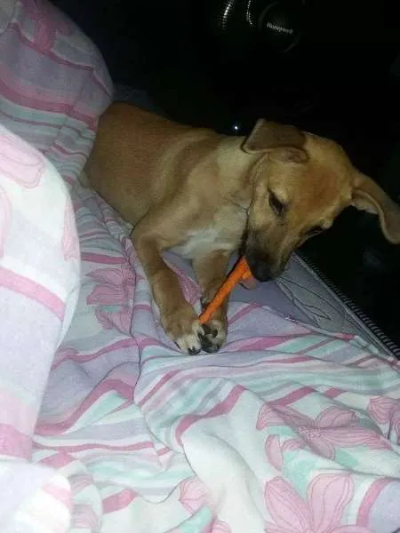 Cachorro ra a SRD idade 2 a 6 meses nome Judith