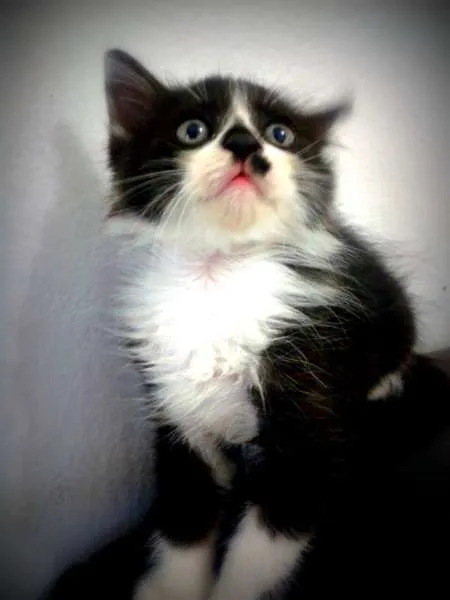 Gato ra a SRD idade Abaixo de 2 meses nome Bruce