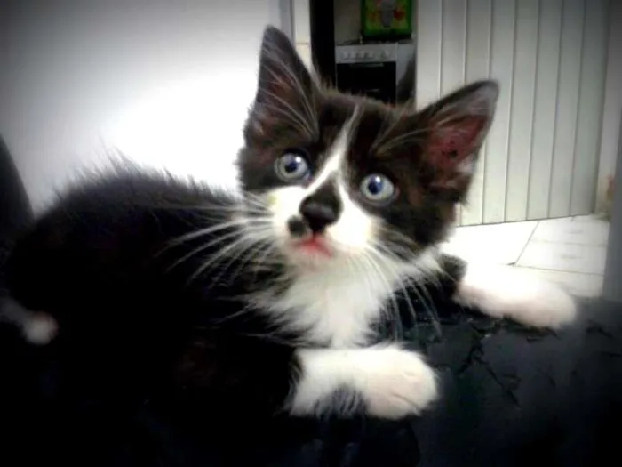 Gato ra a SRD idade Abaixo de 2 meses nome Bruce