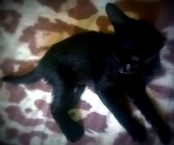 Gato ra a SRD idade 2 a 6 meses nome Pietro