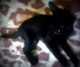 Pietro