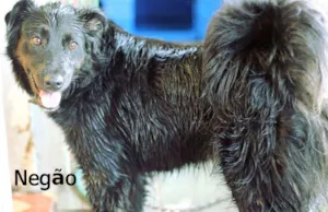 Cachorro raça Srd idade 1 ano nome Negão, 1 ano e meio