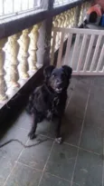 Negão, 1 ano e meio