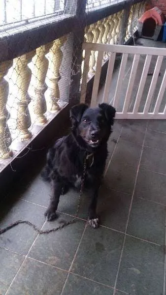 Cachorro ra a Srd idade 1 ano nome Negão, 1 ano e meio