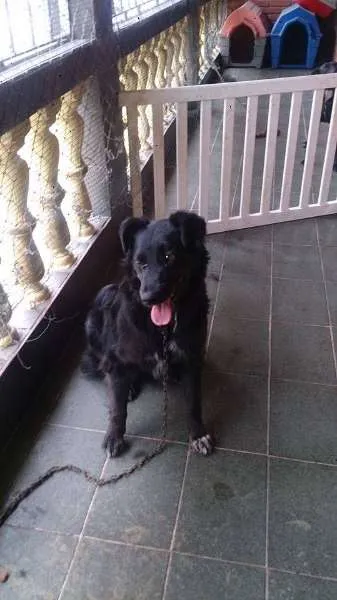 Cachorro ra a Srd idade 1 ano nome Negão, 1 ano e meio