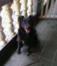 Negão, 1 ano e meio