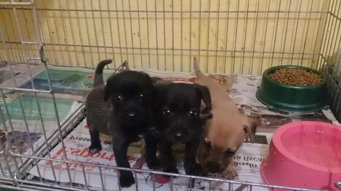 Cachorro ra a SRD idade 2 a 6 meses nome Filhotinhos 2 meses