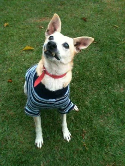Cachorro ra a SRD idade 6 ou mais anos nome Fredy