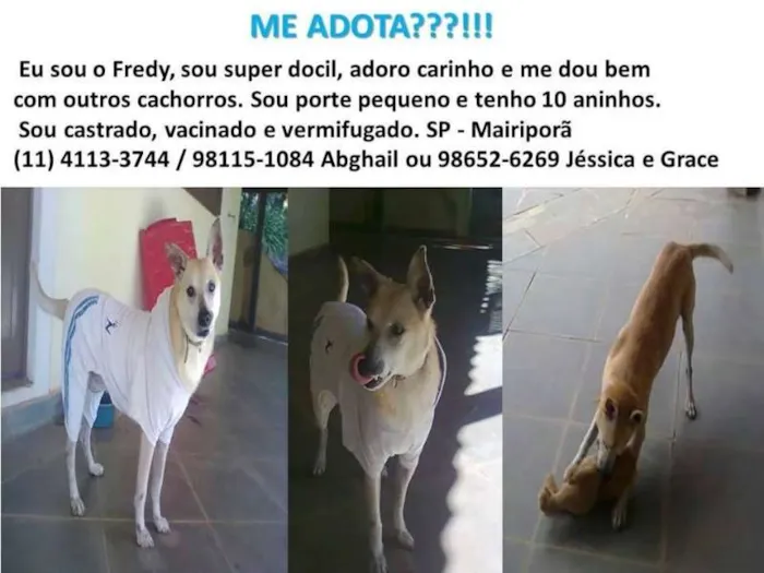 Cachorro ra a SRD idade 6 ou mais anos nome Fredy