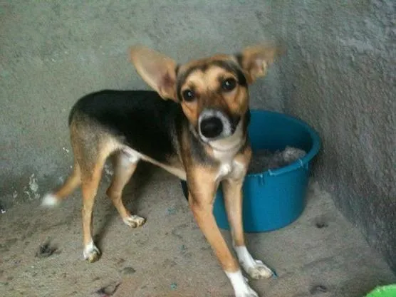 Cachorro ra a SRD idade 1 ano nome Biriba, 1 ano, cast
