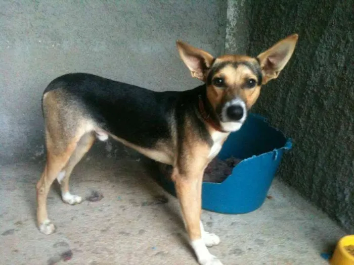 Cachorro ra a SRD idade 1 ano nome Biriba, 1 ano, cast