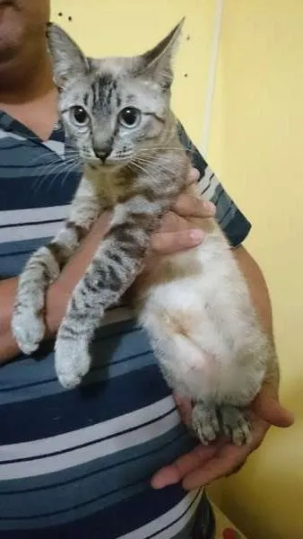 Gato ra a srd idade 1 ano nome Docinho, 1 ano