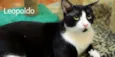Leopoldo