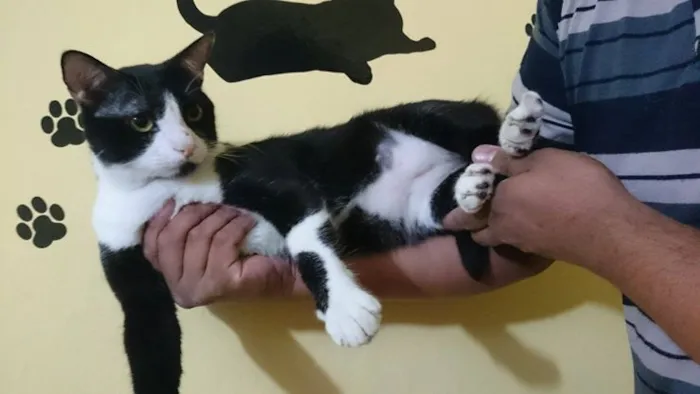 Gato ra a  idade  nome Leopoldo