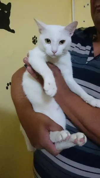 Gato ra a  idade 7 a 11 meses nome Guilherme