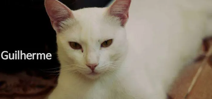 Gato ra a  idade 7 a 11 meses nome Guilherme