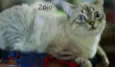 Zóião