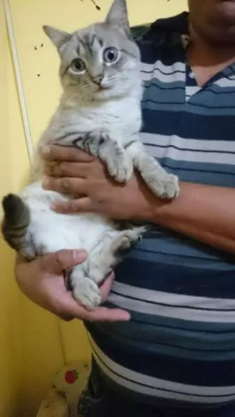 Gato ra a srd idade 7 a 11 meses nome Zóião