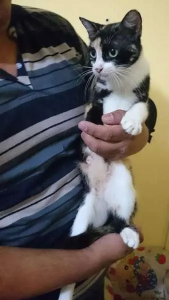 Gato ra a  idade 7 a 11 meses nome Trica