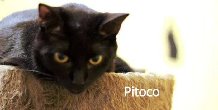Gato ra a  idade 7 a 11 meses nome Pitoco