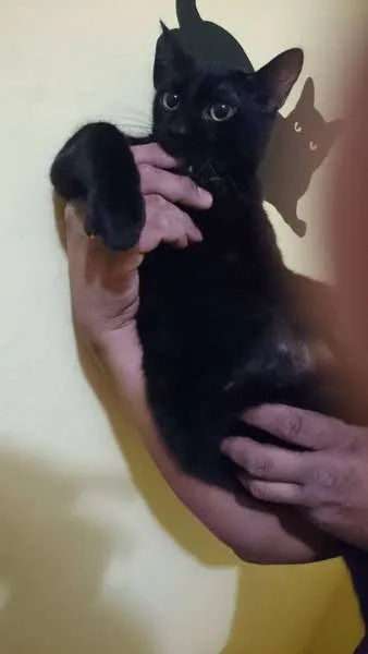 Gato ra a  idade 7 a 11 meses nome Pitoco