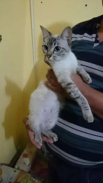 Gato ra a  idade 7 a 11 meses nome Charlotte