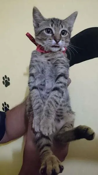 Gato ra a  idade 2 a 6 meses nome Biriba