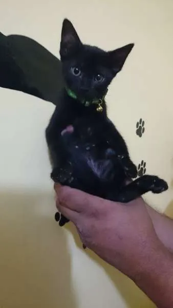 Gato ra a  idade 2 a 6 meses nome Petruchio