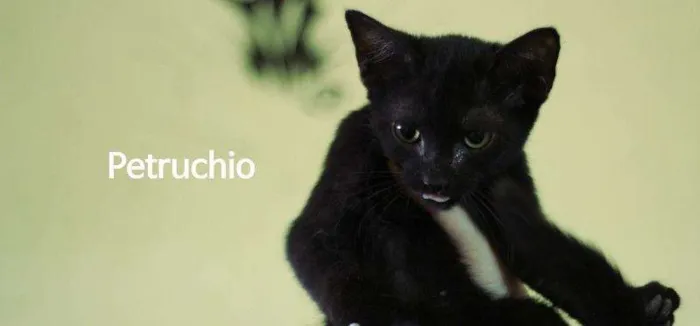 Gato ra a  idade 2 a 6 meses nome Petruchio
