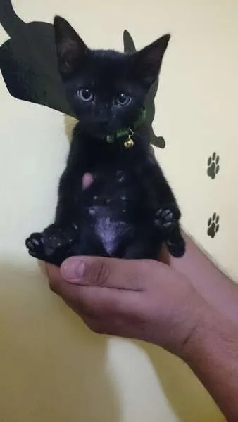 Gato ra a  idade 2 a 6 meses nome Morcego