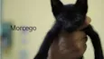 Morcego