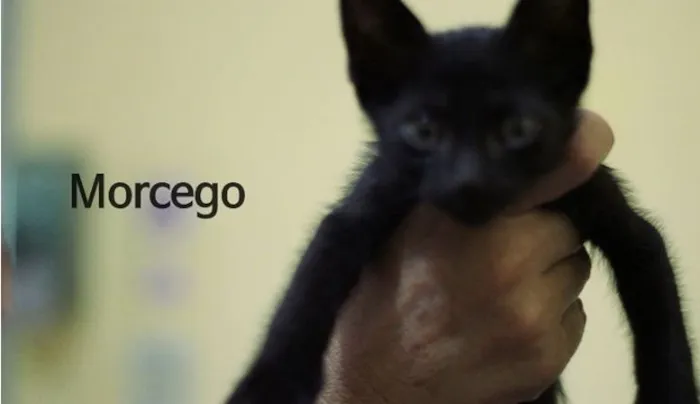 Gato ra a  idade 2 a 6 meses nome Morcego