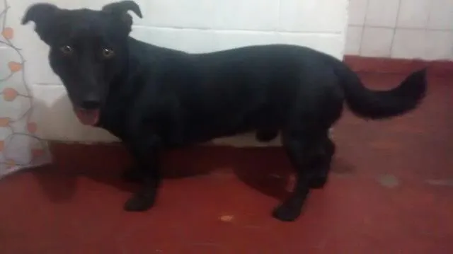 Cachorro ra a Lavrador  idade 2 anos nome Thunder
