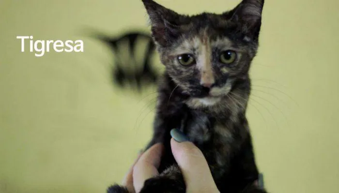 Gato ra a  idade 2 a 6 meses nome Tigresa