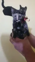 Tigresa