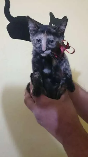 Gato ra a  idade 2 a 6 meses nome Tigresa