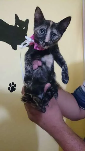 Gato ra a  idade 2 a 6 meses nome Lindinha