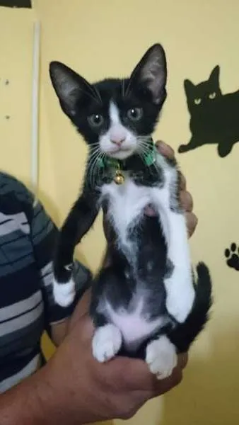 Gato ra a  idade  nome Frajola
