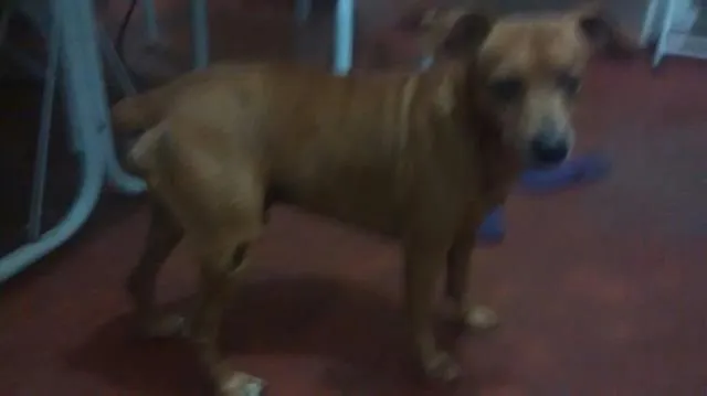Cachorro ra a pinscher idade 6 ou mais anos nome Spyke