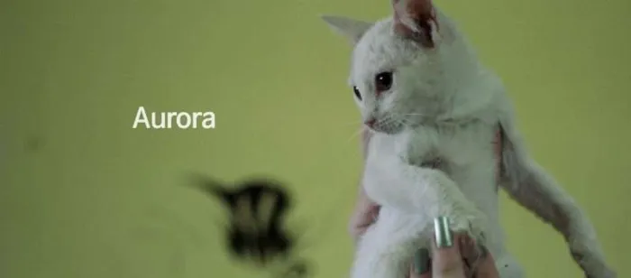 Gato ra a  idade  nome Aurora