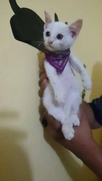 Gato ra a  idade  nome Aurora