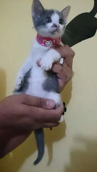 Gato ra a  idade 2 a 6 meses nome Baby