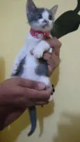 Baby