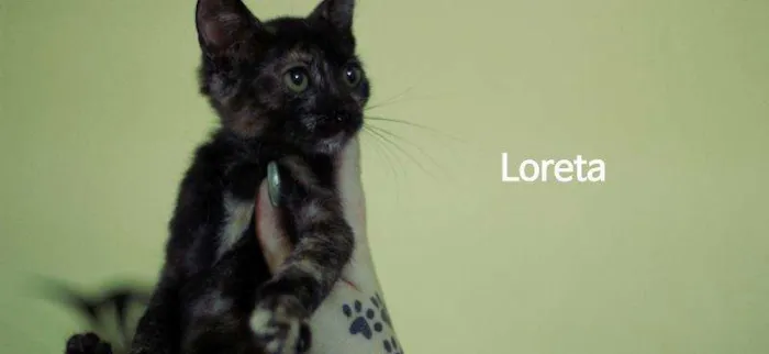 Gato ra a  idade  nome Loreta