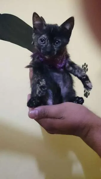 Gato ra a  idade  nome Loreta