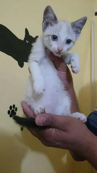 Gato ra a  idade  nome Pérola