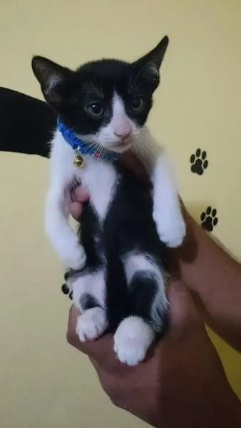 Gato ra a  idade 2 a 6 meses nome Salem