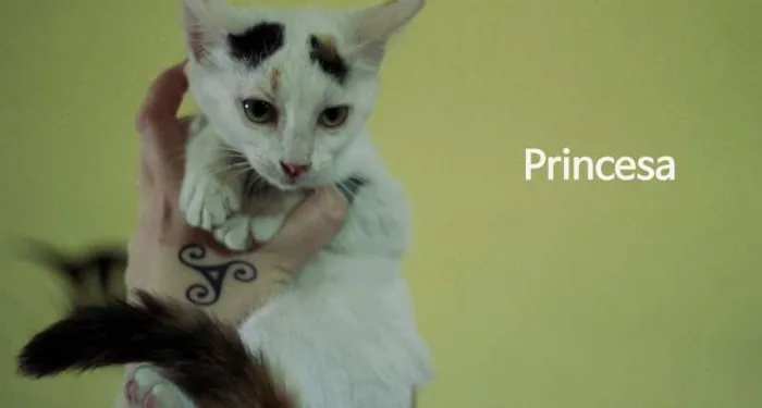 Gato ra a  idade 2 a 6 meses nome Princesa
